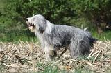 BEARDED COLLIE 144